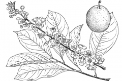 Plant-Illustration-of-Chinese-Plum