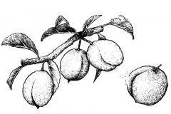 Sketch-of-Chinese-Plum