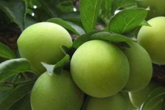 Unripe-Chinese-Plum-on-the-tree