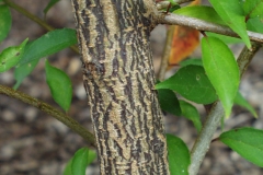 Young-Bark-of-Chinese-Plum