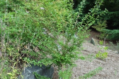 Young-Chinese-Plum-tree