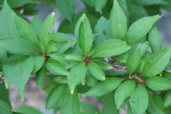 Young-leaves-of-Chinese-Plum