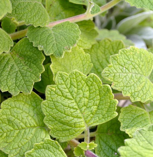 Leaves-of-Chinese-Potatoes