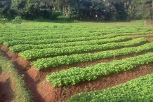 Chinese-Potatoes-Farming