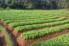 Chinese-Potatoes-Farming