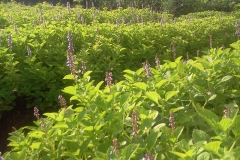 Chinese-Potatoes-plant