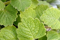 Leaves-of-Chinese-Potatoes