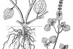 Plant-Illustration-of-Chinese-Potatoes