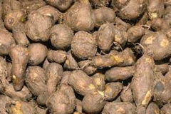 Tubers-of-Chinese-Potatoes