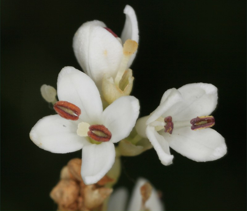 Closer-view-of-flowers-of-Chinese-privet