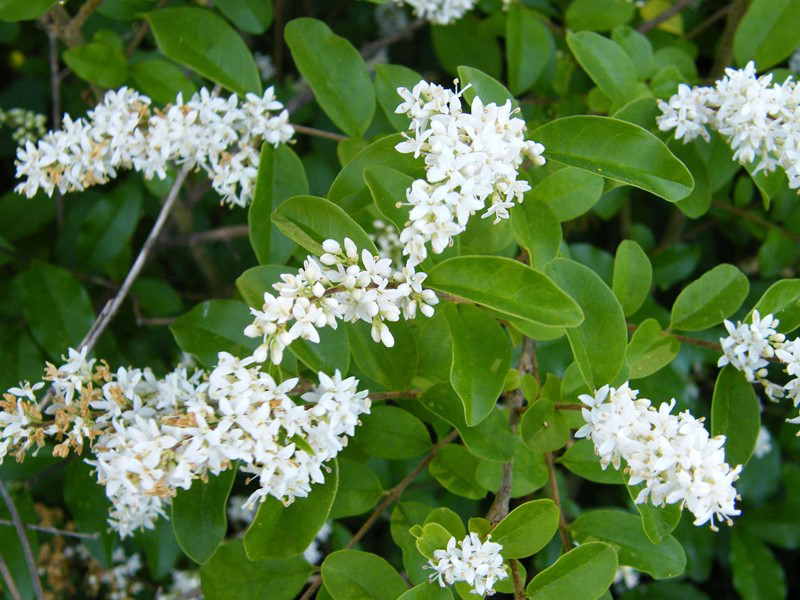 Flowers-of-Chinese-privet