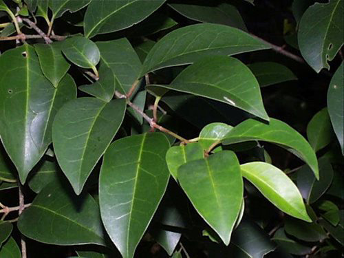 Leaves-of-Chinese-privet