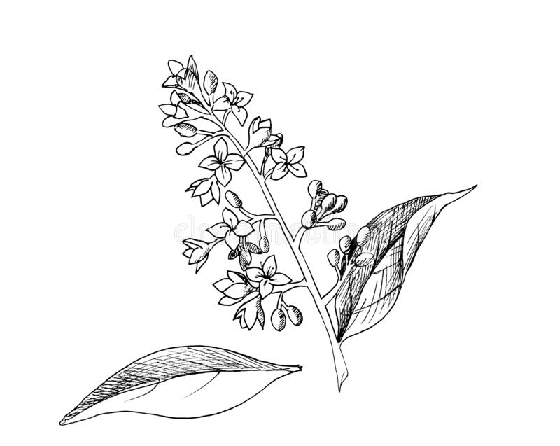 Sketch-of-Chinese-privet