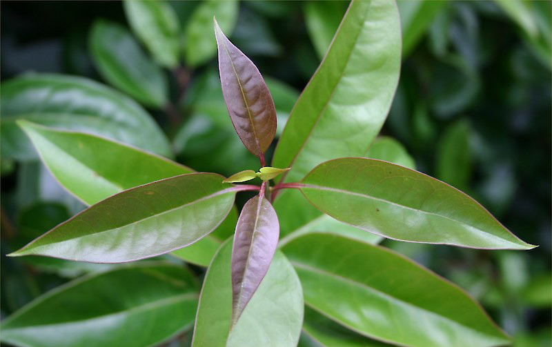 Young-Leaves-of-Chinese-privet