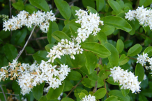 Flowers-of-Chinese-privet