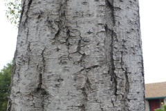 Bark-of-Chinese-privet