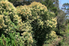 Chinese-privet-tree-growing-wild