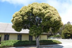 Chinese-privet-tree