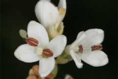 Closer-view-of-flowers-of-Chinese-privet