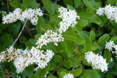 Flowers-of-Chinese-privet