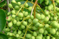 Immature-fruits-of-Chinese-privet