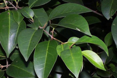 Leaves-of-Chinese-privet