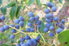 Mature-fruits-of-Chinese-privet