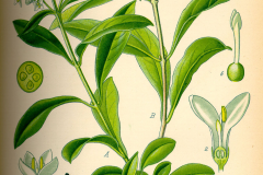 Plant-illustration-of-Chinese-privet