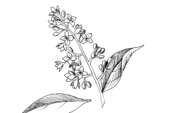 Sketch-of-Chinese-privet