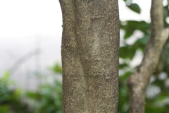 Trunk-of-Chinese-privet