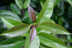 Young-Leaves-of-Chinese-privet