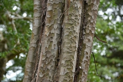 Bark-of-Chinese-quince-tree