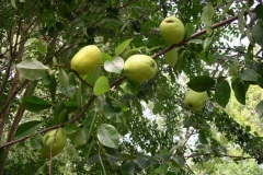 Chinese-quince-plant-growing-wild