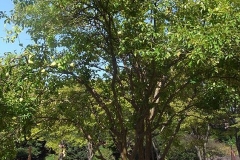 Chinese-quince-tree