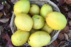 Chinese-quince