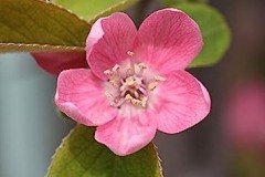 Closer-view-of-flower-of-Chinese-quince