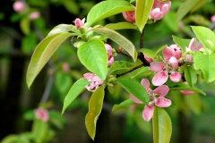 Flower-of-Chinese-quince