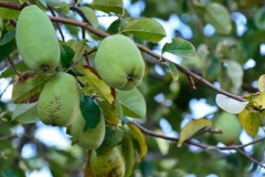 Immature-Chinese-quince