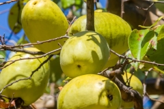 Mature-Chinese-quince-on-the-tree