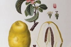 Plant-Illustration-of-Chinese-quince