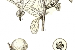 Sketch-of-Chinese-quince-