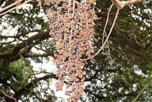 Mature-fruits-of-Chinese-sumac