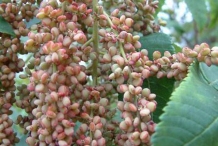 Maturing-Fruits-of-Chinese-sumac