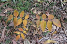 Small-Chinese Sumac Plants
