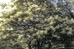 Chinese-sumac-Tree-growing-wild