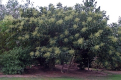 Chinese-sumac-tree
