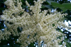 Closer-view-of-flowers-of-Chinese-Sumac