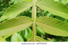 Closer-view-of-leaves-of-Chinese-Sumac