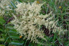 Flowers-of-Chinese-sumac
