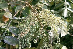Immature-fruits-of-Chinese-sumac